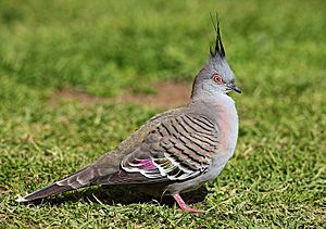 Pigeon-Crested