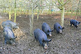 Pigs at North Standen - geograph.org.uk - 1052466