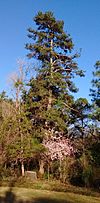 Pinus glabra (Feb 13, 2019).jpg