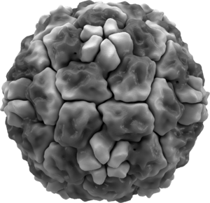 Isosurface of a human rhinovirus, showing protein spikes