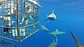 Sharks outside cage