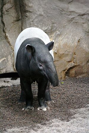 Tapir001