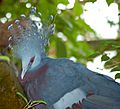 Victoria Crowned Pigeon Goura victoria Head 2200px
