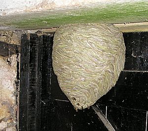 Waspnest with wasps