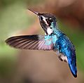 Bee hummingbird (Mellisuga helenae) adult male in flight-cropped