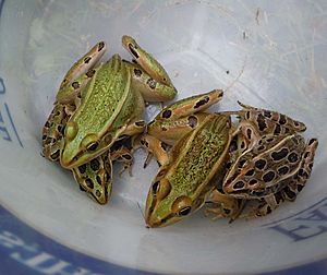 Color Variations of the Northern Leopard Frog (Rana pipiens)