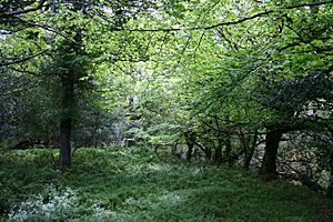 Deciduous woodland by the Owengarriff River - geograph.org.uk - 449903
