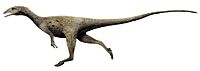 Dracoraptor.jpg