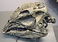 Dryosaurus skull dinosaur national monument