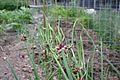 Egyptian Tree Onion, Walking Onion, Topset Onion (Allium cepa var. proliferum)
