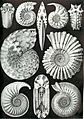 Haeckel Ammonitida