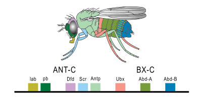 Hoxgenesoffruitfly