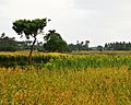 Kandarodai Farm land
