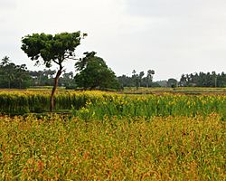Farmland in Kandarodai