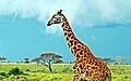 Masai Giraffe, Serengeti National Park, Tanzania (2010)