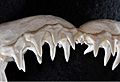 Negaprion brevirostris upper teeth