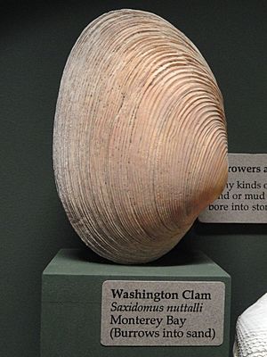Saxidomus nuttalli - Pacific Grove Museum of Natural History - DSC06675.JPG