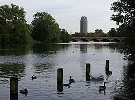 Wildfowl on a lake, with a low bridge and a skyscraper in the background