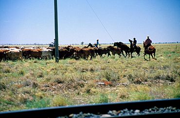 Stockmen droving cattle near Maxwelton, Queensland, 1986.jpg