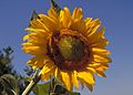 Sunflower10094
