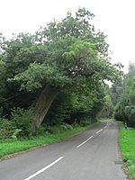 Sutton Holms, the Remedy Oak - geograph.org.uk - 944462