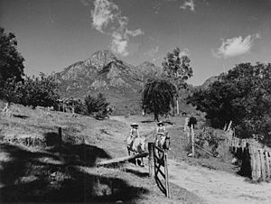Track on farmland at the foot of Mount Barney in Queensland, circa 1952