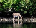 White-tailed Deer, Sebago Lake