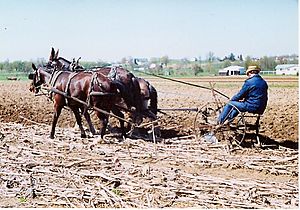 Amish farmer in Mount Hope, Ohio