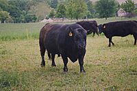 Angus cattle 7.jpg