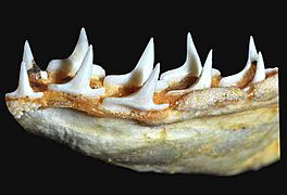 Carcharhinus acronotus lower teeth