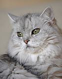 Chinchilla Persian cat with sea-green eyes