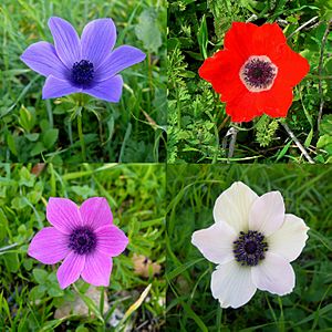 Colorful-Anemone-coronaria-Zachi-Evenor