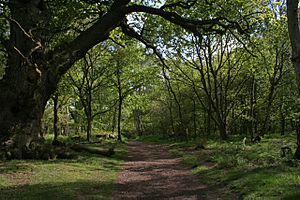 Deep in the forest - geograph.org.uk - 1330851