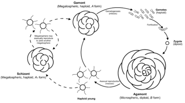 Foraminifera life cycle