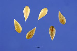 Phalaris-aquatica-seeds