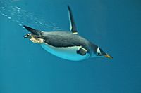 Pygoscelis papua -Nagasaki Penguin Aquarium -swimming underwater-8a
