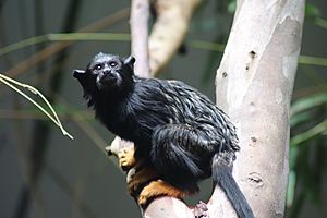 Red-handed Tamarin at Darling Downs Zoo, Queensland, Australia