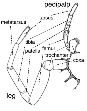 Spider external anatomy appendages en