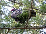 Turkey vulture in redwood tree