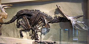 Anchiceratops ornatus skeleton