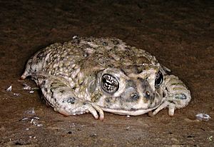 Arroyo toad.jpg