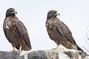 Galapagos hawks - pair (20480211410)