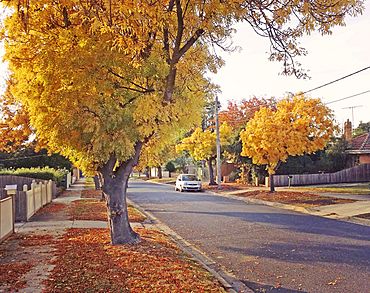 Golden ash trees on Langibanool avenue Hamlyn Heights, Victoria, Australia