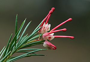 Grevillea rosmarinifolia.jpg