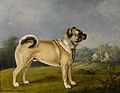 Henry Bernard Chalon - A favorite pug (1802)