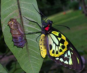 Ornithoptera euphorion, adult male emerging from chrysalis