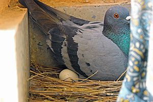 Pigeon incubating egg 1