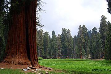 Sequoia N.P. - velký strom a mýtina - panoramio