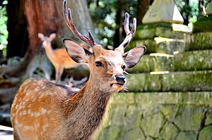 Sika deer in Nara 05