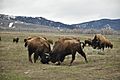 Bison fight in Grand Teton NP